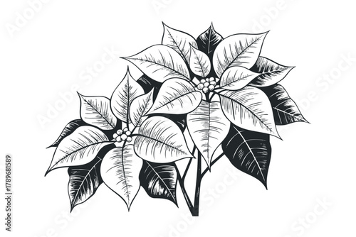 Poinsettia plant with leaves and berries detailed sketch