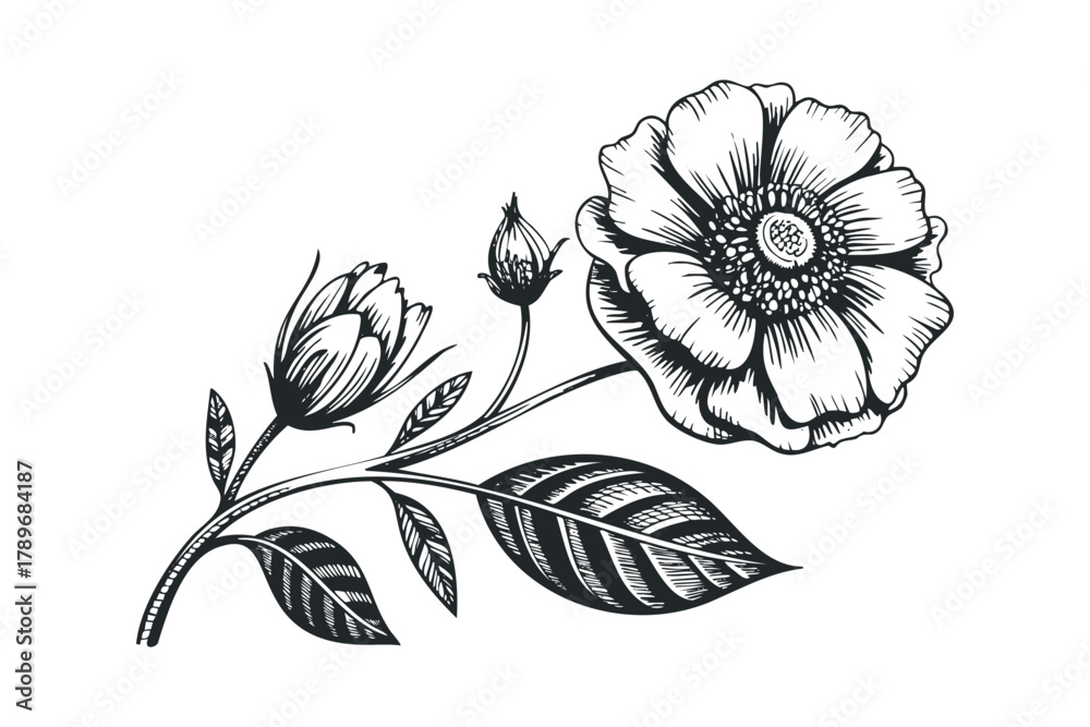 Fototapeta premium Black and white engraving of a flowering plant branch