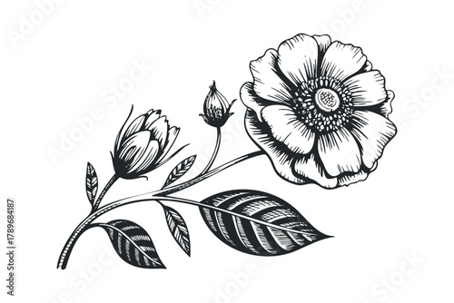 Black and white engraving of a flowering plant branch