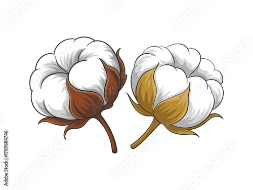 A detailed illustration of cotton plants, showcasing their natural beauty and texture, ideal for textile industry applications or agricultural themes in design.