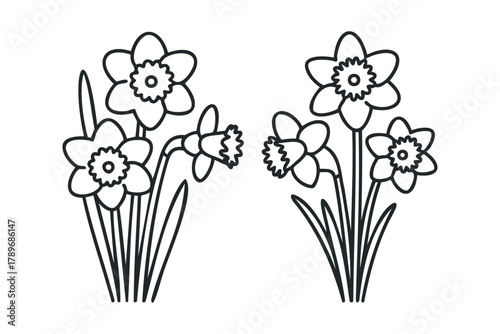 Two bouquets of narcissus flowers line art