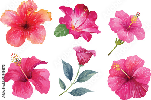 set of hibiscus flowers