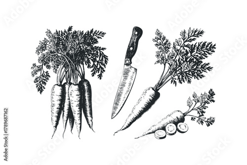 Sketch of fresh carrots with green tops and a chef's knife
