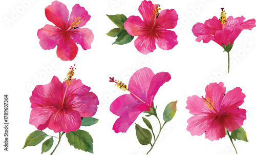 pink and white flowers