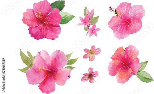 pink flowers isolated on white