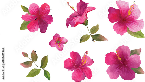 set of flowers isolated on white
