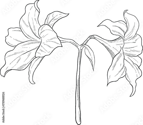 Amaryllis Flower Botanical Digital Sketch Illustration | Christmas Bloom and Elegant Artwork