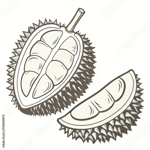 Stylized illustration of a half durian fruit and a slice revealing creamy pulp and seeds on white background