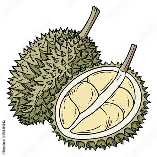 Illustration of a whole durian fruit and a halved durian revealing its creamy yellow flesh and segments