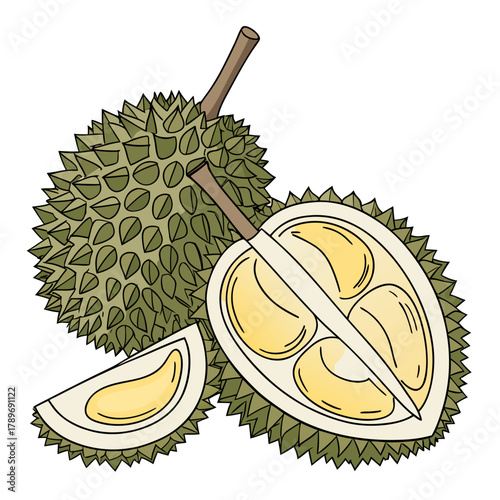 Illustration of a whole durian fruit cut in half revealing creamy yellow flesh and a slice