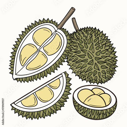 Illustration of a whole durian fruit and its cut sections revealing creamy yellow flesh and seeds
