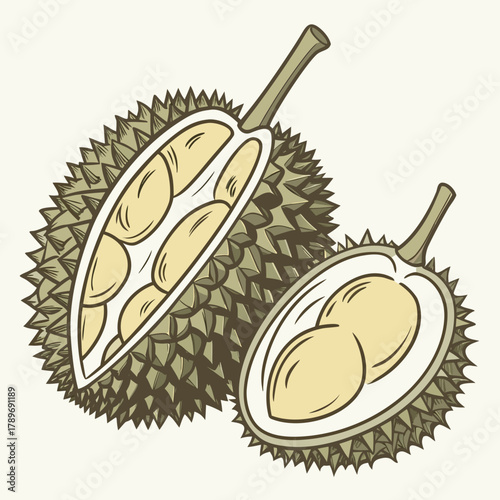 Illustration of a whole durian fruit cut open revealing its creamy yellow flesh and seeds
