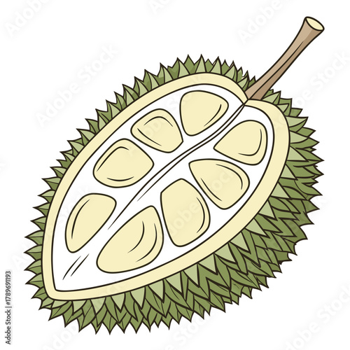 Illustration of a ripe durian fruit cut in half revealing its creamy yellow flesh and seeds