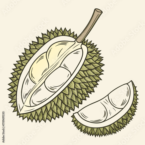 A detailed illustration of a ripe durian fruit cut in half showing its creamy yellow flesh and a slice next to it