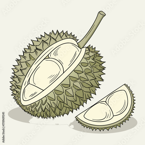 A hand drawn illustration of a ripe durian fruit cut in half revealing its creamy flesh and seeds