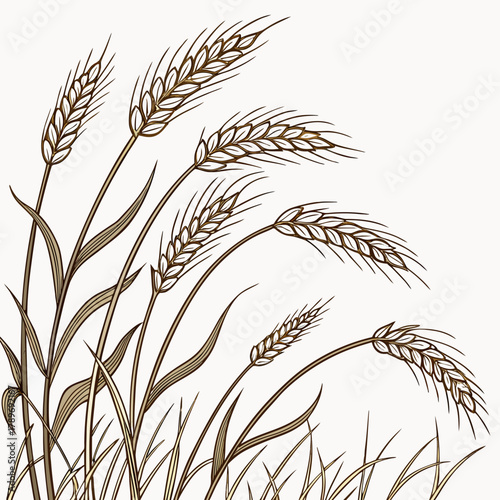 Illustration of golden wheat stalks with leaves swaying gently in the breeze against a light background