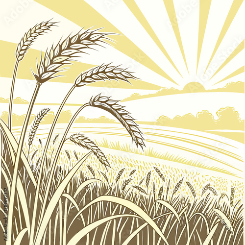 Golden wheat field under a bright sun with rays shining down on the ripe crop