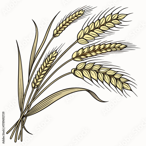 A bunch of golden wheat stalks with leaves and spikes isolated on a white background