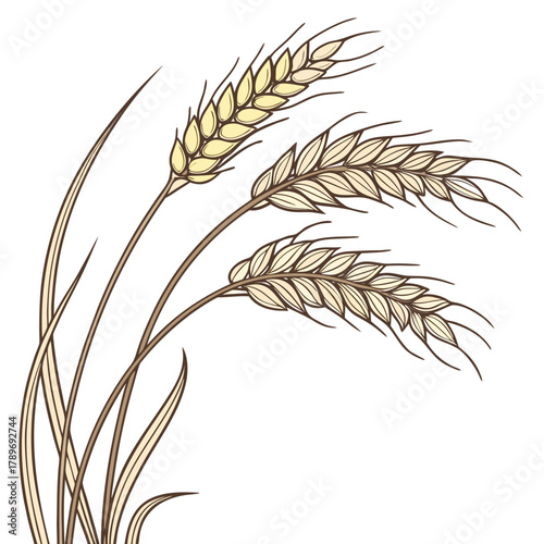 Delicate illustration of three ripe wheat stalks with detailed grains and leaves against a white background