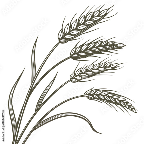 Elegant line art illustration of a cluster of ripe wheat stalks with detailed leaves and grains on a white background