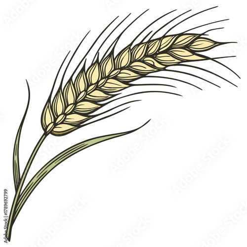 Stylized illustration of a single golden wheat stalk with green leaves and long awns on a white background