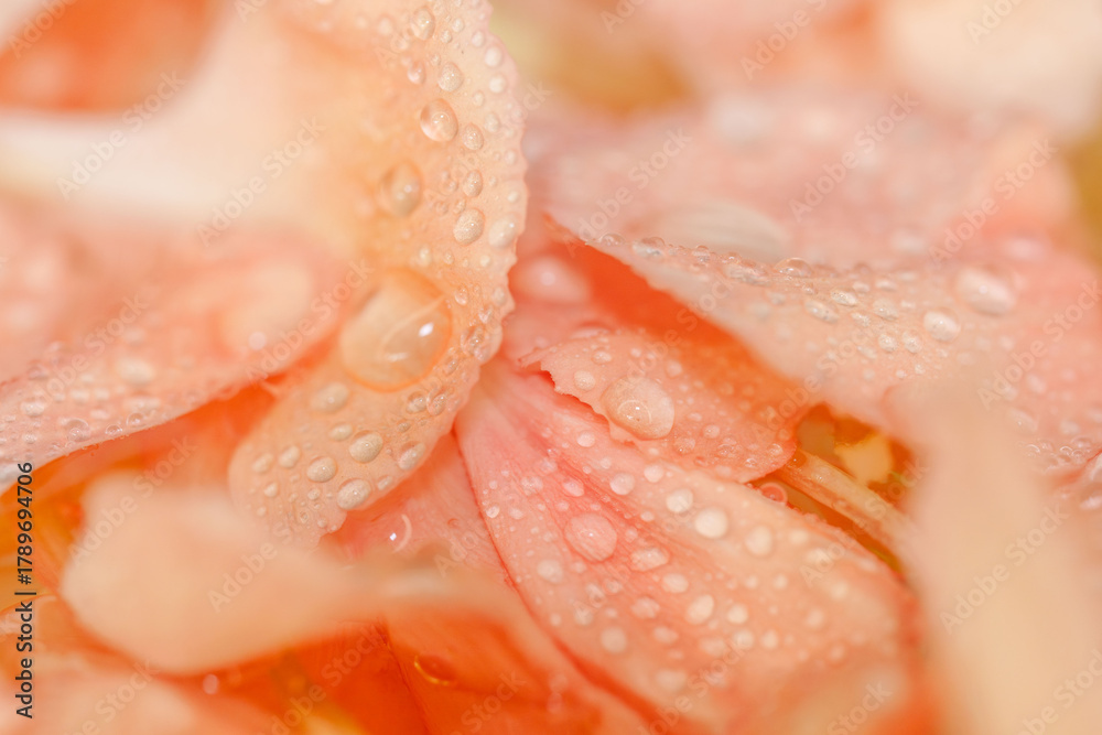 Fototapeta premium 水に濡れたカーネーションのオレンジ色の花びらのマクロ撮影22