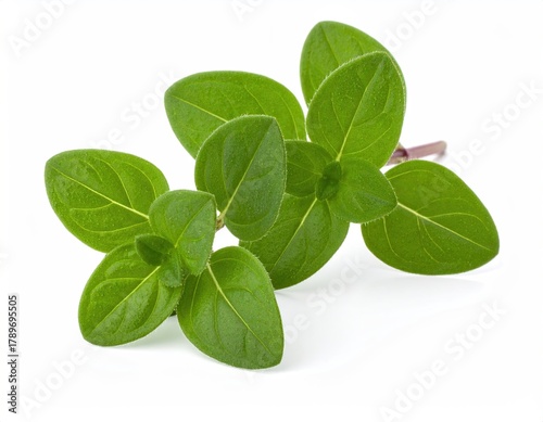 Close-up Green oregano sprig, small leaves, white backdrop