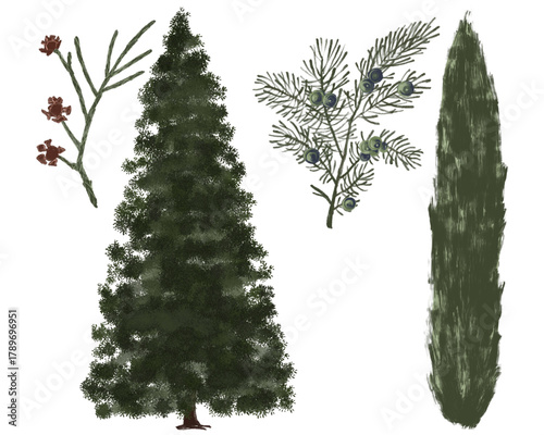 set of hand-drawn botanical illustrations featuring conical pine, columnar cypress, and juniper branches with berries.