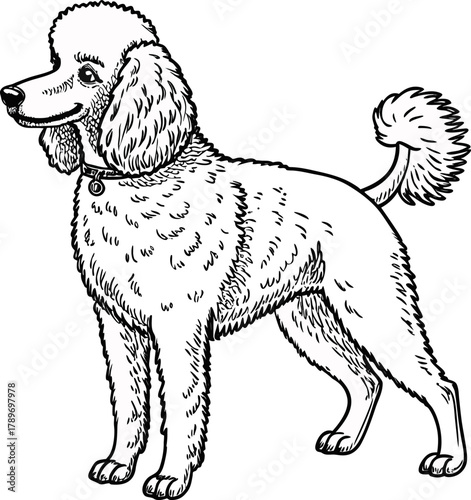 A detailed, grayscale line drawing of a standard poodle dog is centered on a white background. The poodle is in a standing pose, its body oriented to the right, though its head is turned slightly to f