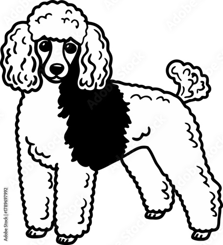 A detailed, grayscale line drawing of a standard poodle dog is centered on a white background. The poodle is in a standing pose, its body oriented to the right, though its head is turned slightly to f