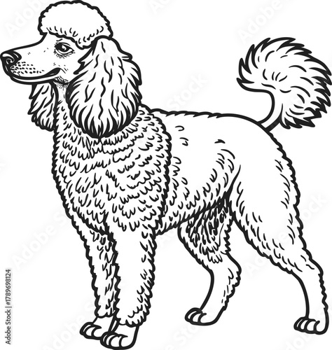 A detailed, grayscale line drawing of a standard poodle dog is centered on a white background. The poodle is in a standing pose, its body oriented to the right, though its head is turned slightly to f