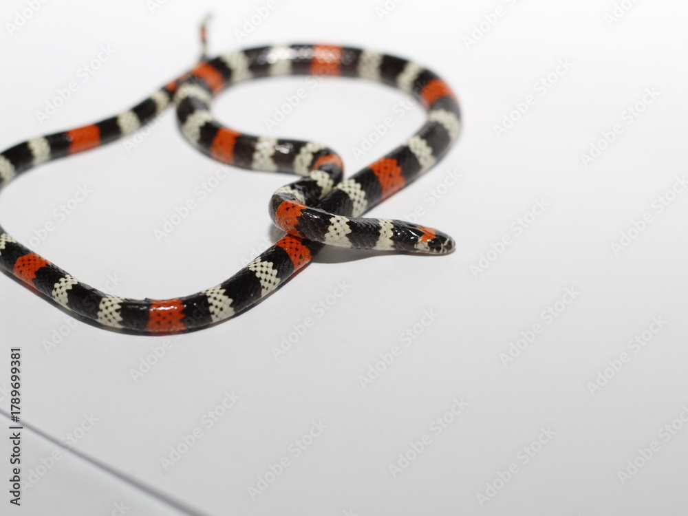 Naklejka premium snake in a row