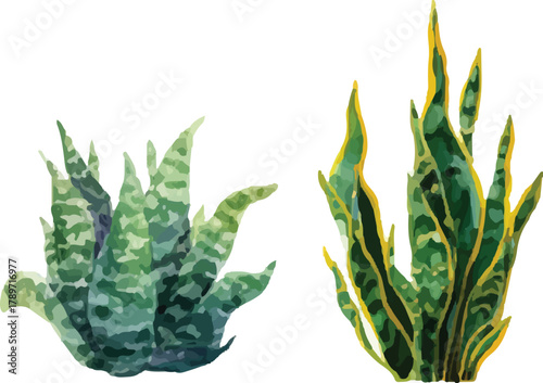 aloe vera plant isolated