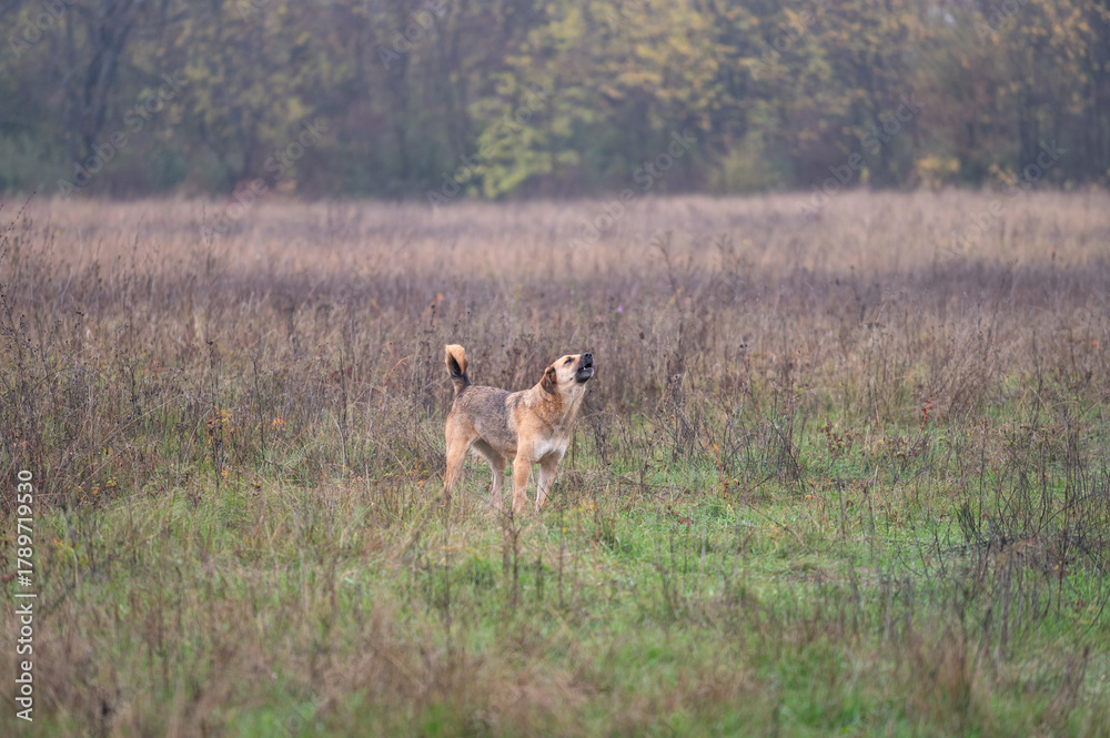Naklejka premium A stray dog from a pack in a large meadow by the roadside barks aggressively at passersby