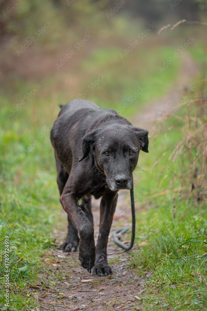Naklejka premium Rescued dogs from the dog shelter walk on a forest trail without a dog handler during obedience training