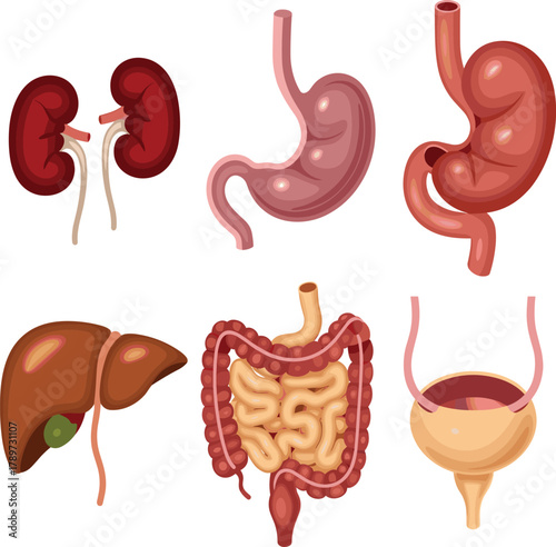 Human Internal Organs Vector Set, Anatomy, Kidneys, Stomach, Liver, Intestines and Bladder Illustration.
