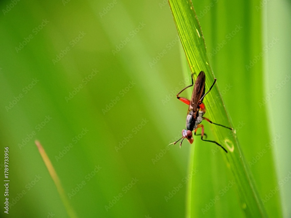 Fototapeta premium Neriidae Long-Legged Fly Macro Science Illustration Clean Bokeh.
