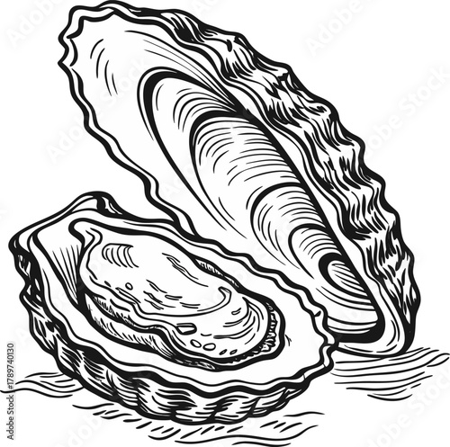 An intricately detailed black and white illustration of an oyster shell, open to reveal a single oyster. The shell is depicted in a side view, revealing its undulating, ridged texture. The interior of
