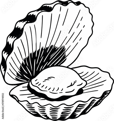 An intricately detailed black and white illustration of an oyster shell, open to reveal a single oyster. The shell is depicted in a side view, revealing its undulating, ridged texture. The interior of