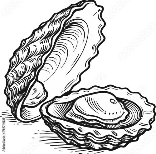 An intricately detailed black and white illustration of an oyster shell, open to reveal a single oyster. The shell is depicted in a side view, revealing its undulating, ridged texture. The interior of