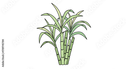 Vibrant green sugarcane stalks with long, flowing leaves, perfect for natural ingredient or tropical theme projects