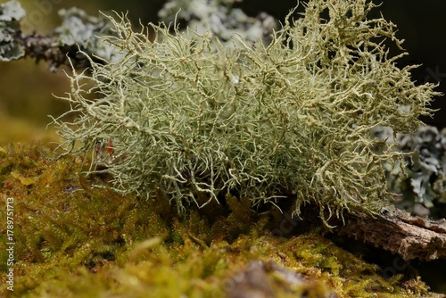 Eichenmoss-Pflaumenflechte auf Baumrinde – detailreiche Makroaufnahme einer symbiotischen Flechte in natürlicher Umgebung, ideal für Natur- und Wissenschaftsprojekte