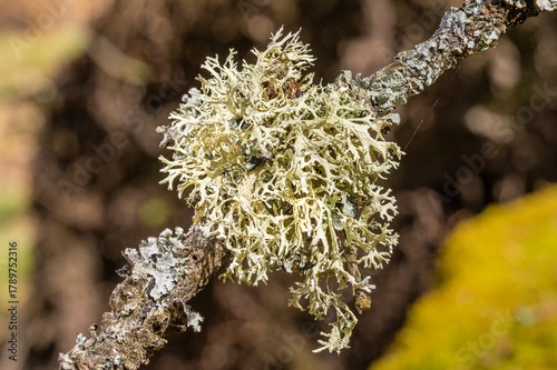 Eichenmoss-Pflaumenflechte auf Baumrinde – detailreiche Makroaufnahme einer symbiotischen Flechte in natürlicher Umgebung, ideal für Natur- und Wissenschaftsprojekte