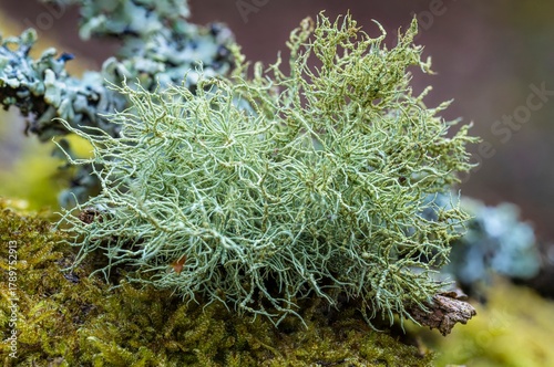 Eichenmoss-Pflaumenflechte auf Baumrinde – detailreiche Makroaufnahme einer symbiotischen Flechte in natürlicher Umgebung, ideal für Natur- und Wissenschaftsprojekte