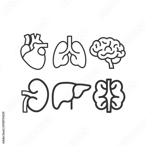 human organs and organs line icons set