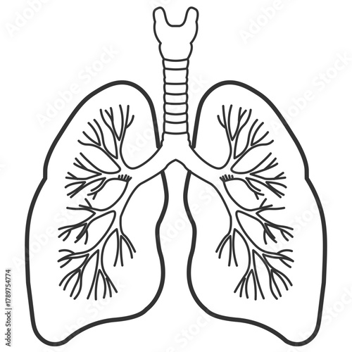the lungs are shown in a line drawing