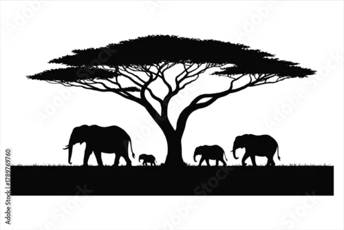 Fototapeta Elephant family under acacia tree