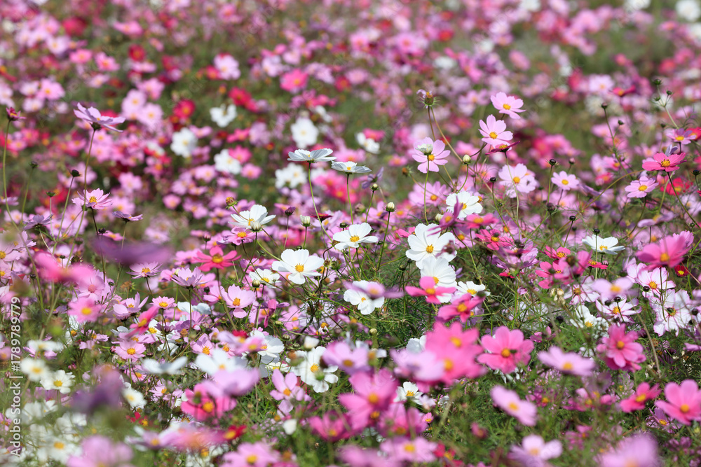 Fototapeta premium Flower garden of the cosmos