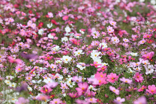 Flower garden of the cosmos