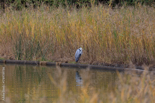 A grey heron searching for food by the pond